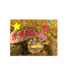 かめたろうのスタンプその2（個別スタンプ：26）