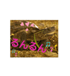 かめたろうのスタンプその2（個別スタンプ：32）