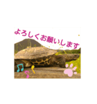 かめたろうのスタンプその2（個別スタンプ：36）