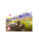 かめたろうのスタンプその2（個別スタンプ：37）