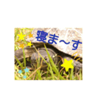 かめたろうのスタンプその2（個別スタンプ：38）