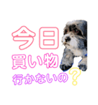 ポンタスタンプ～M家の日常会話（個別スタンプ：19）