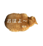 トムさんと仲間たち7（個別スタンプ：4）