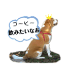トムさんと仲間たち7（個別スタンプ：12）