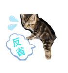 NekoNeko SMILE。（個別スタンプ：8）
