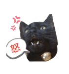 NekoNeko SMILE。（個別スタンプ：9）