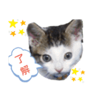 NekoNeko SMILE。（個別スタンプ：10）