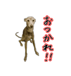 スパンキー☆スタンプ2（個別スタンプ：7）