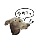 スパンキー☆スタンプ2（個別スタンプ：16）