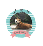こてつ stamp（個別スタンプ：1）