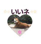 こてつ stamp（個別スタンプ：4）