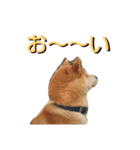 こてつ stamp（個別スタンプ：6）