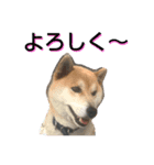 こてつ stamp（個別スタンプ：7）