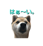 こてつ stamp（個別スタンプ：8）