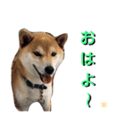 こてつ stamp（個別スタンプ：9）