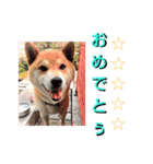 こてつ stamp（個別スタンプ：11）