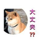 こてつ stamp（個別スタンプ：12）