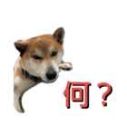 こてつ stamp（個別スタンプ：14）