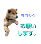 こてつ stamp（個別スタンプ：16）