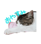 小川のねこたち！（個別スタンプ：1）
