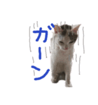 小川のねこたち！（個別スタンプ：2）