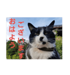 小川のねこたち！（個別スタンプ：4）
