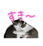 小川のねこたち！（個別スタンプ：5）