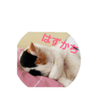小川のねこたち！（個別スタンプ：6）