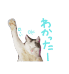小川のねこたち！（個別スタンプ：7）
