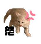 猫さんと仲間たち（個別スタンプ：1）
