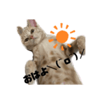 猫さんと仲間たち（個別スタンプ：4）