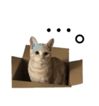猫さんと仲間たち（個別スタンプ：5）