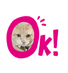猫さんと仲間たち（個別スタンプ：7）