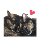 猫さんと仲間たち（個別スタンプ：8）