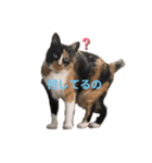 かわいい猫 ミケ（個別スタンプ：1）