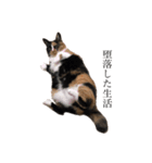 かわいい猫 ミケ（個別スタンプ：2）