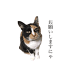 かわいい猫 ミケ（個別スタンプ：3）