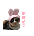 かわいい猫 ミケ（個別スタンプ：4）