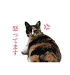 かわいい猫 ミケ（個別スタンプ：5）