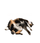 かわいい猫 ミケ（個別スタンプ：6）