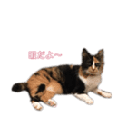 かわいい猫 ミケ（個別スタンプ：8）