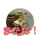 シーサー嬢（個別スタンプ：16）