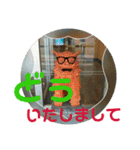シーサー嬢（個別スタンプ：27）