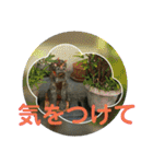 シーサー嬢（個別スタンプ：39）