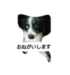 パピヨン＆シュナウザースタンプ（個別スタンプ：2）