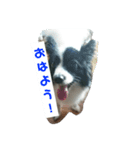 パピヨン＆シュナウザースタンプ（個別スタンプ：5）