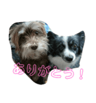 パピヨン＆シュナウザースタンプ（個別スタンプ：16）