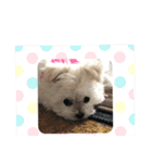 キュートなわんわんスタンプ（個別スタンプ：10）