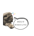 まるスタンプ（ロップイヤー）（個別スタンプ：4）