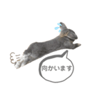 まるスタンプ（ロップイヤー）（個別スタンプ：7）